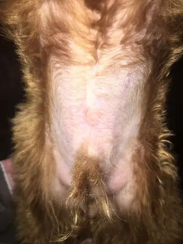 了今天带它去剃胎毛,回来发现肚子破了,碰到它会痛,不知道是不是肚脐