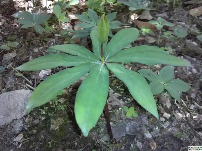 云南特产 新鲜野生重楼七叶一枝花虫楼蚤休草河车滇重楼100g包邮
