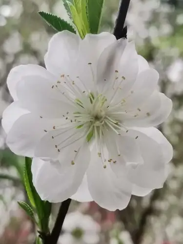 白桃花开 桃花特写 手机摄影 底图直出