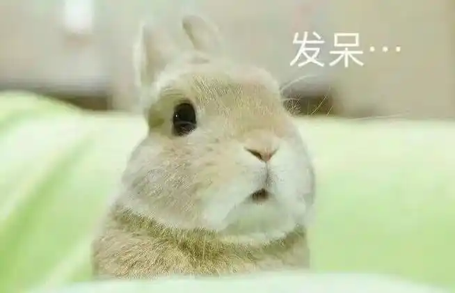 兔子gif大眼睛gif萌宠gif发呆gif