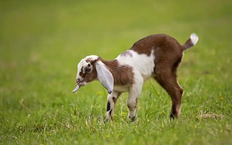 壁纸 山羊幼仔,草地