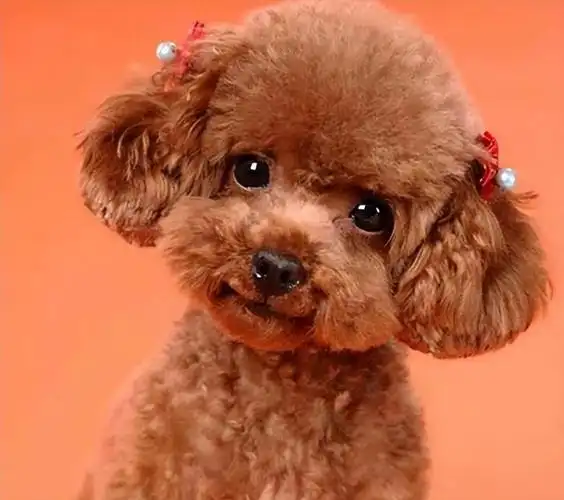 泰迪是最早一批引进我国市场的宠物犬之一,因其可爱的外貌和小巧的