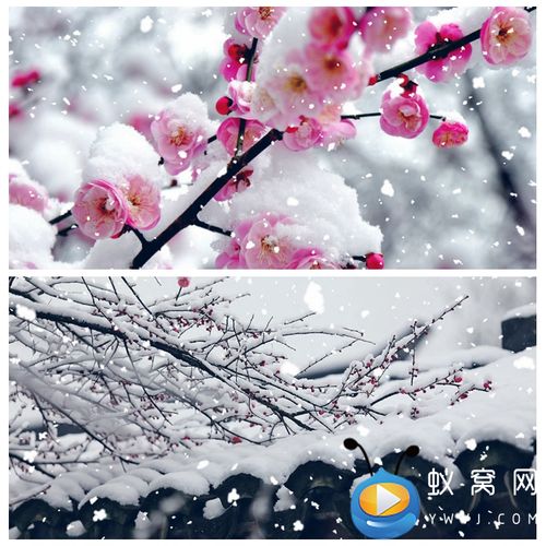 s3283腊梅 雪中梅花 下雪 红梅赞歌 视频素材