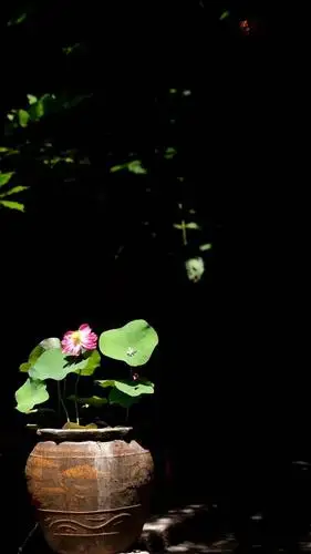 图丨芥子工房在通常的意义上,荷花又叫莲花,与梅兰竹菊相比,荷花充满