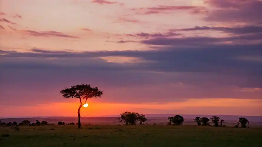 东非草原属稀树草原,一颗颗独立于世的合欢树,面对着广阔草原上的日升