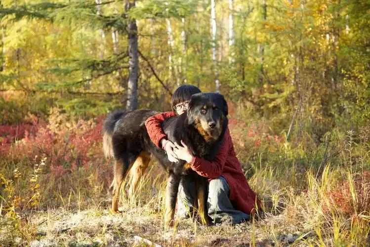 《鄂温克的驼鹿》:感动,这样厚重得一本原创图画书值得推荐给你们