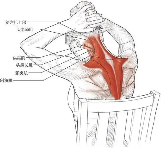 3.斜角肌双侧拉伸仅供参考