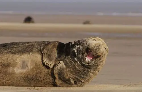 盘点海豹咧嘴"大笑"照片 表情欢乐抢镜 _ 图看天下 _ 图片频道 _ 火狐