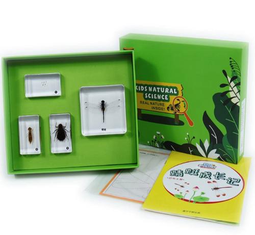 蜻蜓成长记益智儿童科普动物标本科学实验观察昆虫标本早教探索