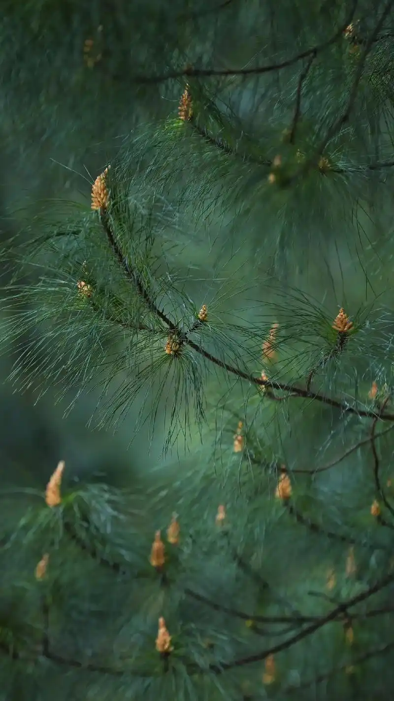 田野被绿色慢慢铺满,山间处处是发芽的生命力,就这样静静地和春 - 抖