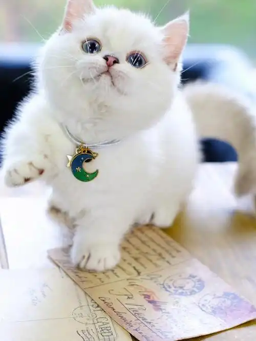稀有银点曼基康矮脚猫曼赤肯短腿猫