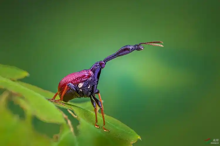 卷叶象甲【贺获鸟网首页精华】