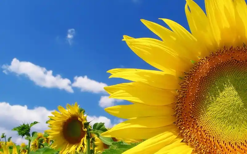 向阳而开的花,开起来就像阳光般灿烂,颜色里已经充满阳光的味道.