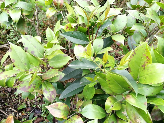 了解清楚茶花褐色叶斑病的前因后果,防治不再是难题!