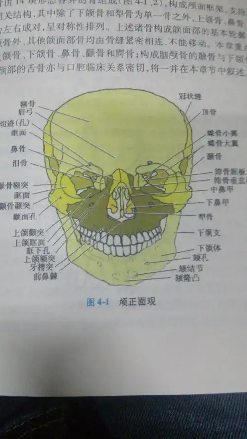 「腭,颚,颔,颌,颏」这几个字在医学上对应的部位分别是什么?