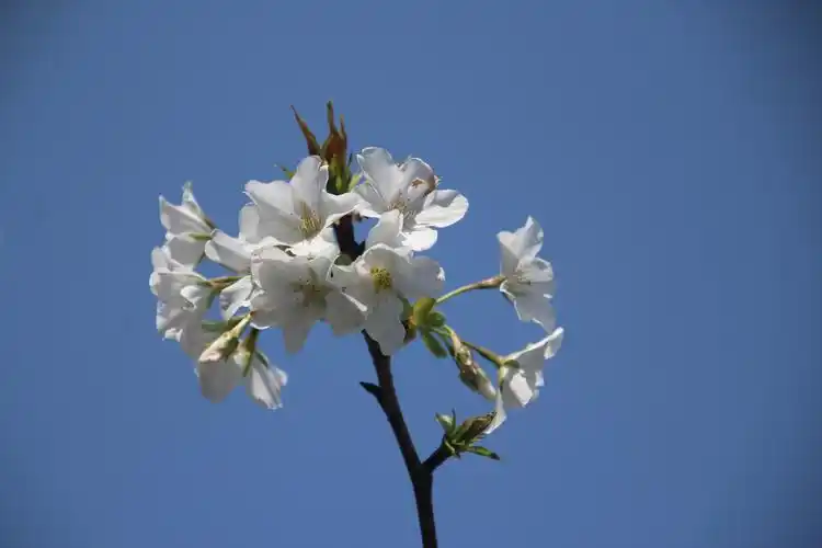 缤纷似雪(风景静态壁纸) - 静态壁纸下载 - 元气壁纸