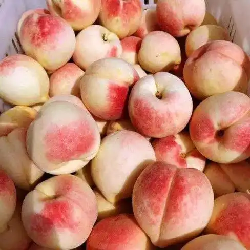 2021新鲜丹东河口鸭绿江特产秋白桃子银白桃毛桃自家果园现摘现发
