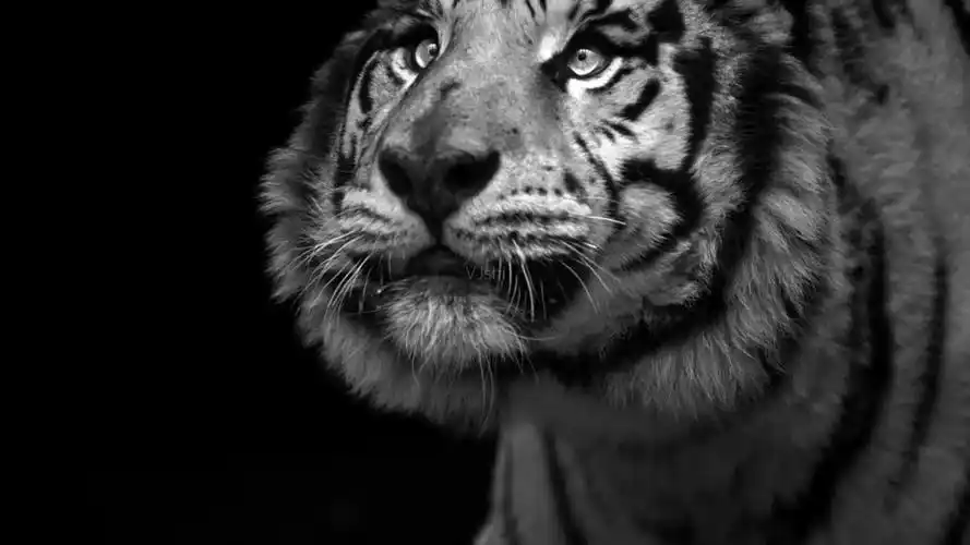 黑白意境实拍老虎特写冰块空境