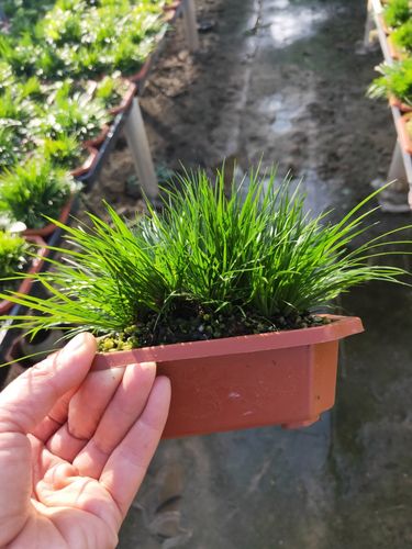 归元虎须菖蒲扬州苏州细叶台湾留园曲园虎须菖蒲案头书房盆景老桩