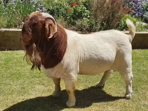 波尔山羊,种山羊. - 2020年最新商品信息聚合专区 - 百度爱采购