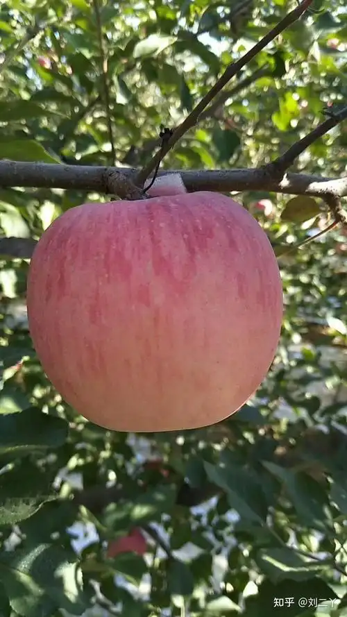 自家果园红富士大苹果成熟啦