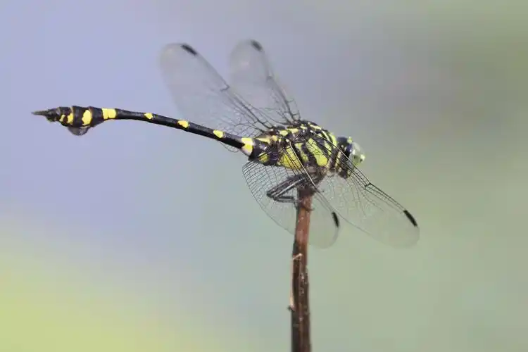 蜻蜓捕食大黄蜂
