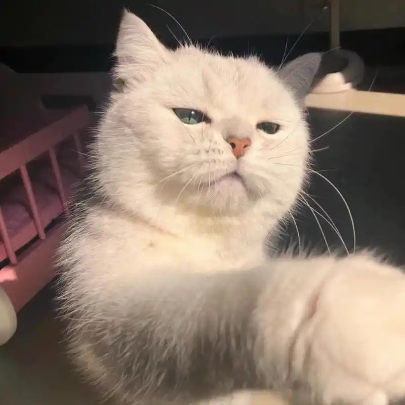 一组可爱的猫咪头像鸭