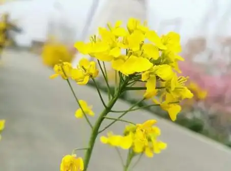 关于油菜花的说说简短带图片 2021晒油菜花自拍的短句-发说说