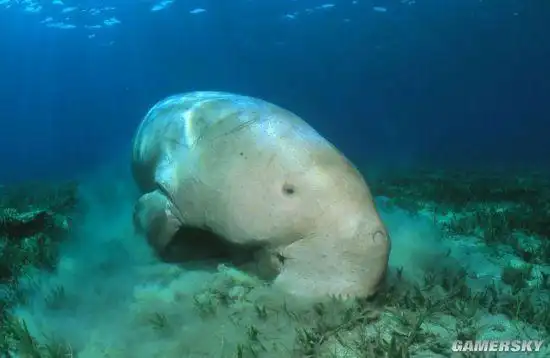 科学家称儒艮在中国已功能性灭绝 被称为美人鱼原型 _ 游民星空 gamer