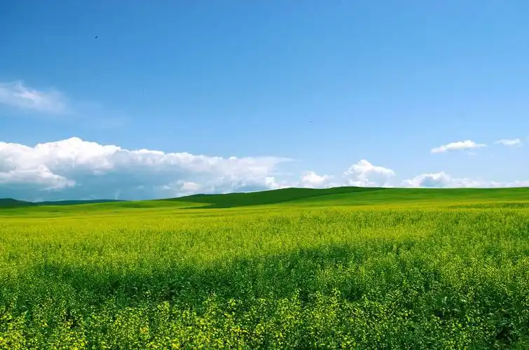在草原最美丽的季节,姐妹们相约在呼伦贝尔大草原,去看那绿绿的草