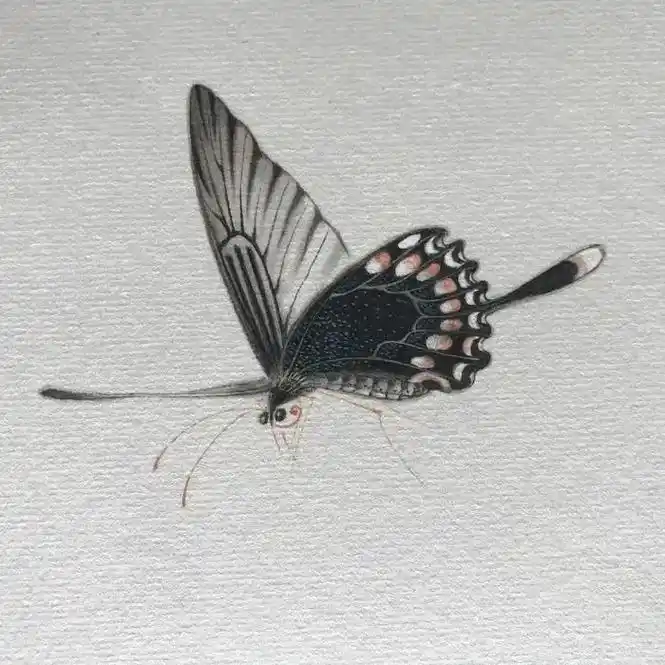 没骨画 #工笔花鸟 #蝴蝶 #蝴蝶 - 抖音