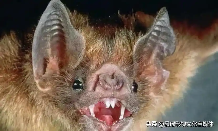 九,飞天怪兽:吸血蝙蝠