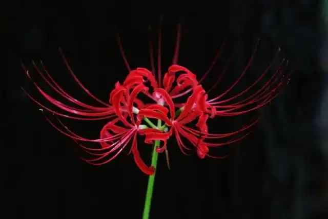 黑色彼岸花图片(黑色彼岸花图片暗黑系)_植物知识网