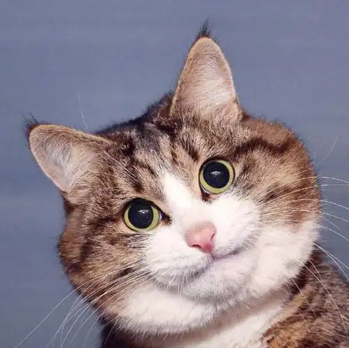 可爱头像搞怪头像搞笑头像沙雕头像赞评论更多