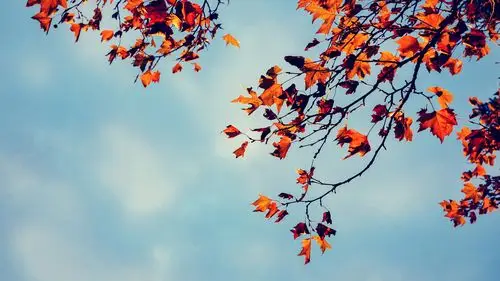 简约植物锁屏高清电脑桌面壁纸