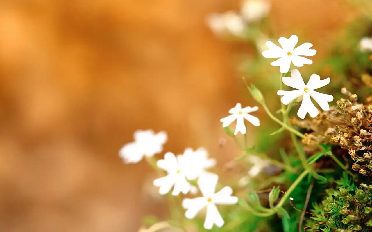 小清新鲜花漂亮花朵桌面壁纸-植物壁纸-壁纸下载-美桌网