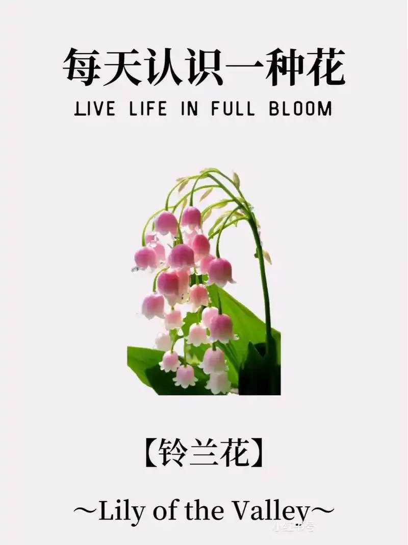 每天认识一种花-花中爱马仕「铃兰花」【花语】 - 抖音