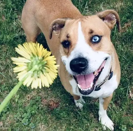 融化你心灵的13张照片,动物的快乐如此简单和满足