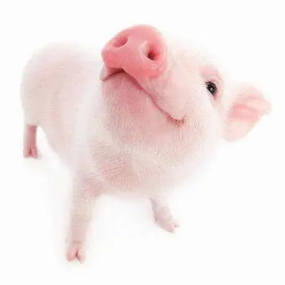 最新呆萌猪头像2020 真实可爱猪头像的微信图片_qq高清头像_找个性网