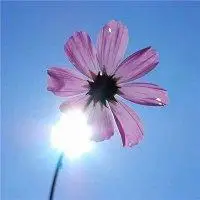 2020风景 / 鲜花 / 吉利好运被赞:0次时间:最近女人微信头像带来好运