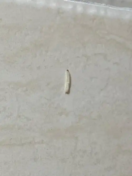 厨房天花板出现白色小蠕虫,有人知道这是什么虫?该怎么消灭?