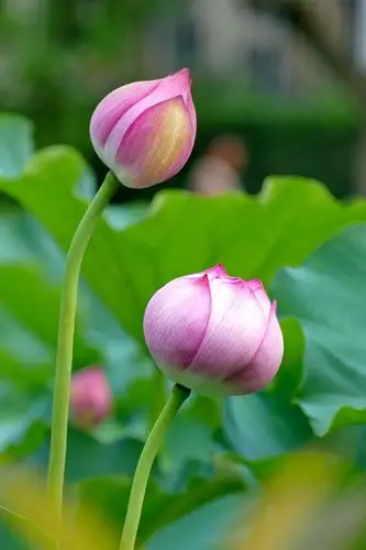 荷花· 含苞待放