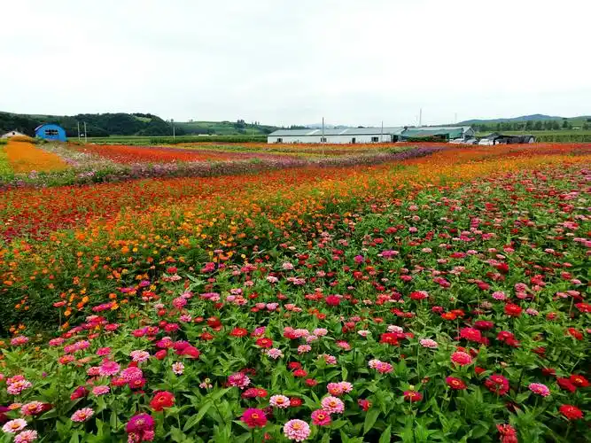 新政花海景区预祝第13届中国桦甸白桦节圆满成功!