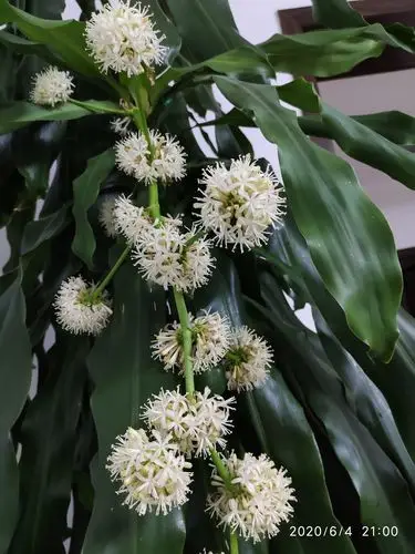 记录巴西木开花全过程(每日一拍) 2020.6.