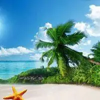 微信头像椰子树自然风景点击鼠标右键下载