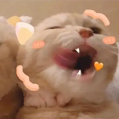 宠物闺蜜头像一左一右高清可爱的猫咪萌宠闺蜜头像一左一右图片