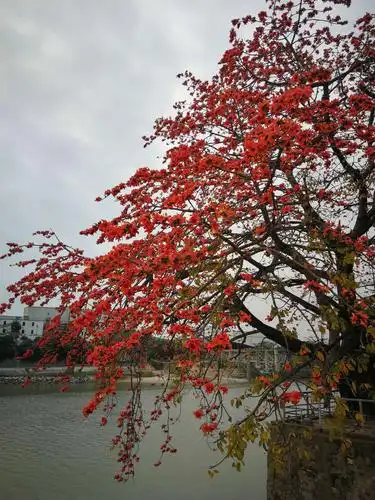 尖东半岛花园的木棉树