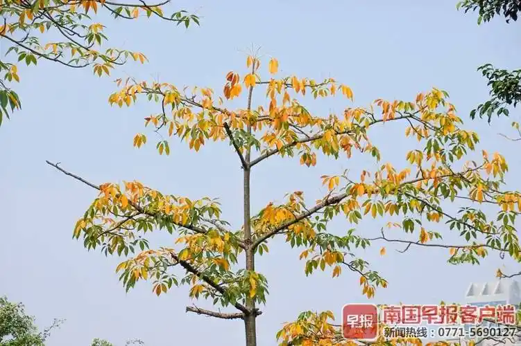 南宁厢竹大道广西药用植物园前的木棉树,在清晨和煦的阳光下现出一