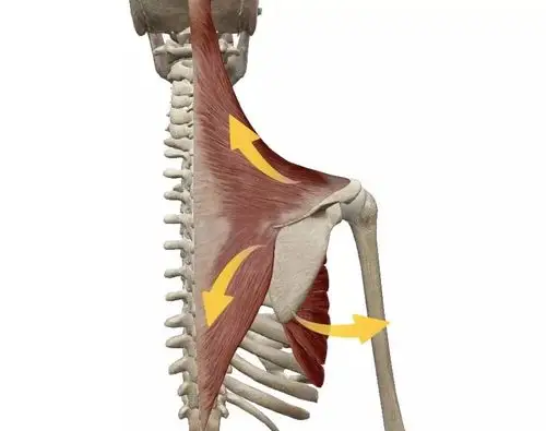 肩膀酸痛耸肩怎么办