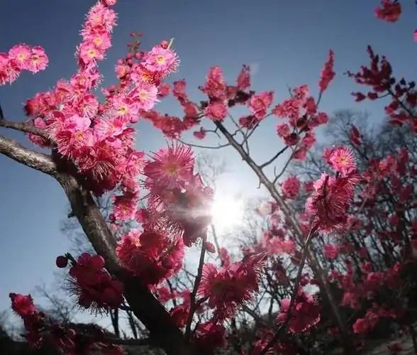 褔林(老暖)篆刻:岁寒有暖阳